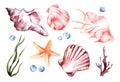Shells, starfish, corals, algae isolated on white background