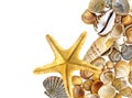 Shells and starfish Royalty Free Stock Photo