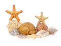 Shells and starfishes isolated on white Royalty Free Stock Photo