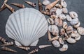 Shells on the stone Royalty Free Stock Photo
