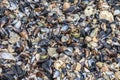 Shells and stones on the beach