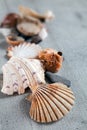 Shells, stones and desert rose Royalty Free Stock Photo