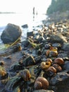 Shells in stones on the river bank Royalty Free Stock Photo