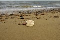 Shells, stones, sand Royalty Free Stock Photo