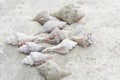 Shells and stones on the sandy beach shells and stones at the beach Royalty Free Stock Photo