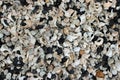 Shells on a stony beach Royalty Free Stock Photo