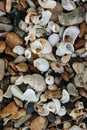 Shells on a stony beach