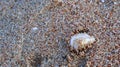 Shells stuck on a pile of sand.