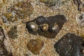 shells stuck to stones, top view