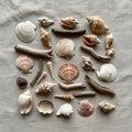 Of shells such as scallops conches and augers displaying a range of Royalty Free Stock Photo