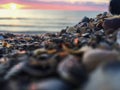 Shells at sunrise Royalty Free Stock Photo