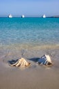 Shells of two large gastropods on the shore in the Red Sea