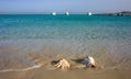 Shells of two large gastropods on the shore in the Red Sea.