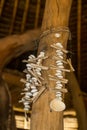 Shells used for black African magic juju in African which craft ceremony, which is also natural healer herbalist Royalty Free Stock Photo