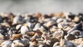 Shells of various colors and sizes lie randomly on the beach of the Black Sea coast Royalty Free Stock Photo