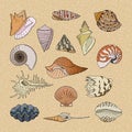Shells vector marine seashell and ocean cockle-shell underwater illustration set of shellfish and clam-shell or conch