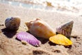 Shells in vivid colors on beach sand Royalty Free Stock Photo