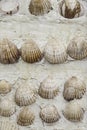 Shells on the wall Royalty Free Stock Photo