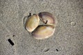 Shells washed up on the sandy shore at Hutt's beach near Bunbury western Australia on a fine sunny winter morning.