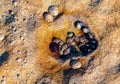 Shells and whelks on orange rock on a beach in Royal National Park in Sydney Royalty Free Stock Photo