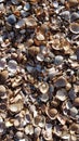 Shells white brown abstract background