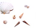 Shells on the white Royalty Free Stock Photo