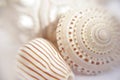 Shells1 Royalty Free Stock Photo