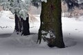 The shelter beneath two pines