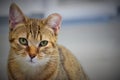 Shelter Cat Royalty Free Stock Photo