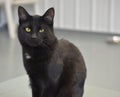 Shelter Cat - Black Longhair Kitty