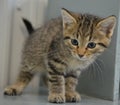 Shelter Cat - Shorthair Tabby Kitten