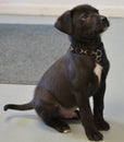 Shelter Dog - Black Lab Mix Puppy Royalty Free Stock Photo