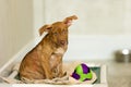 Shelter Dog Royalty Free Stock Photo