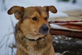 A shelter dog on a first walk with a volunteer.