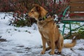 A shelter dog on a first walk with a volunteer.