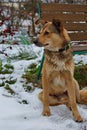 A shelter dog on a first walk with a volunteer.