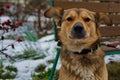 A shelter dog on a first walk with a volunteer.