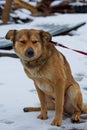 A shelter dog on a first walk with a volunteer.