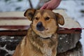 A shelter dog on a first walk with a volunteer.