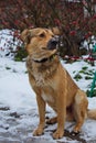 A shelter dog on a first walk with a volunteer.