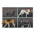A shelter for homeless animals. Dogs inside a cage