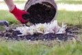 Shelter with humus of cut perennial plants in the garden. Shelter with humus hosts. Autumn work in the garden