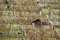 Shelter hut in the vineyard 2