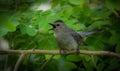 Shelter Island Catbird singing among green leaves on branch.