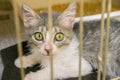 Shelter Kitten For Adoption
