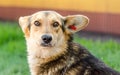 Mongrel dog with a red tag in the ear on a background of green lawn Royalty Free Stock Photo