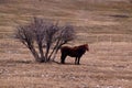 Horses seeking Shelter from the cold wind