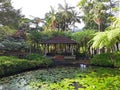 Shelter wooden observatory surrounded by dense tropical vegetation, pond with water lilies and palm trees in botanical garden of Royalty Free Stock Photo