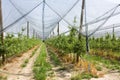 Sheltered orchard Royalty Free Stock Photo