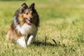 Shelti sheepdog running on a meadow